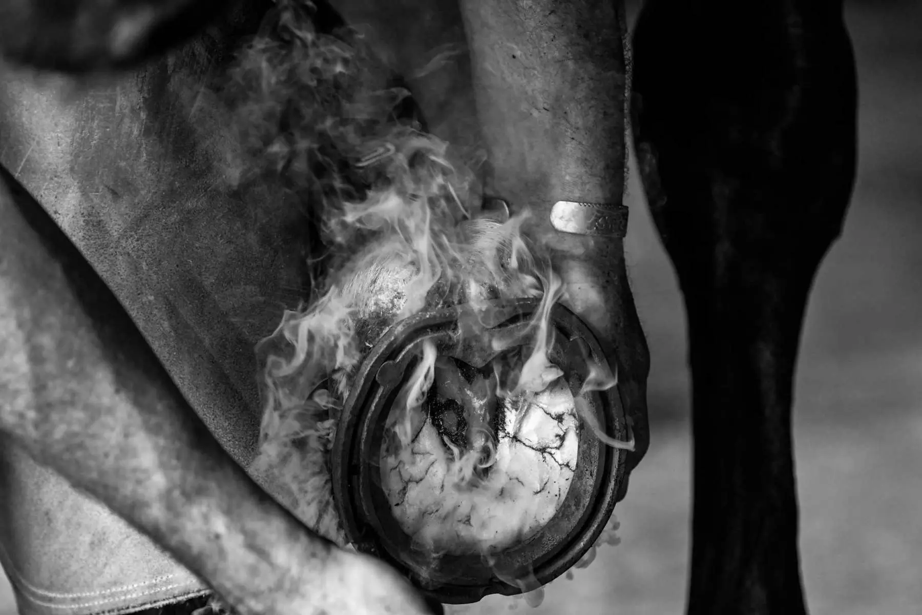 Fitting a shoe to a horse at the yard, Hook Norton Farriers, Chipping Norton