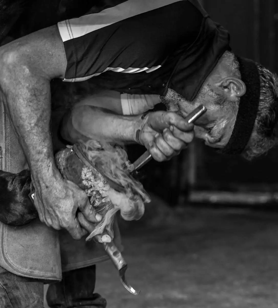 Horse being shod in the stable, Hook Norton Farriers, Oxfordshire