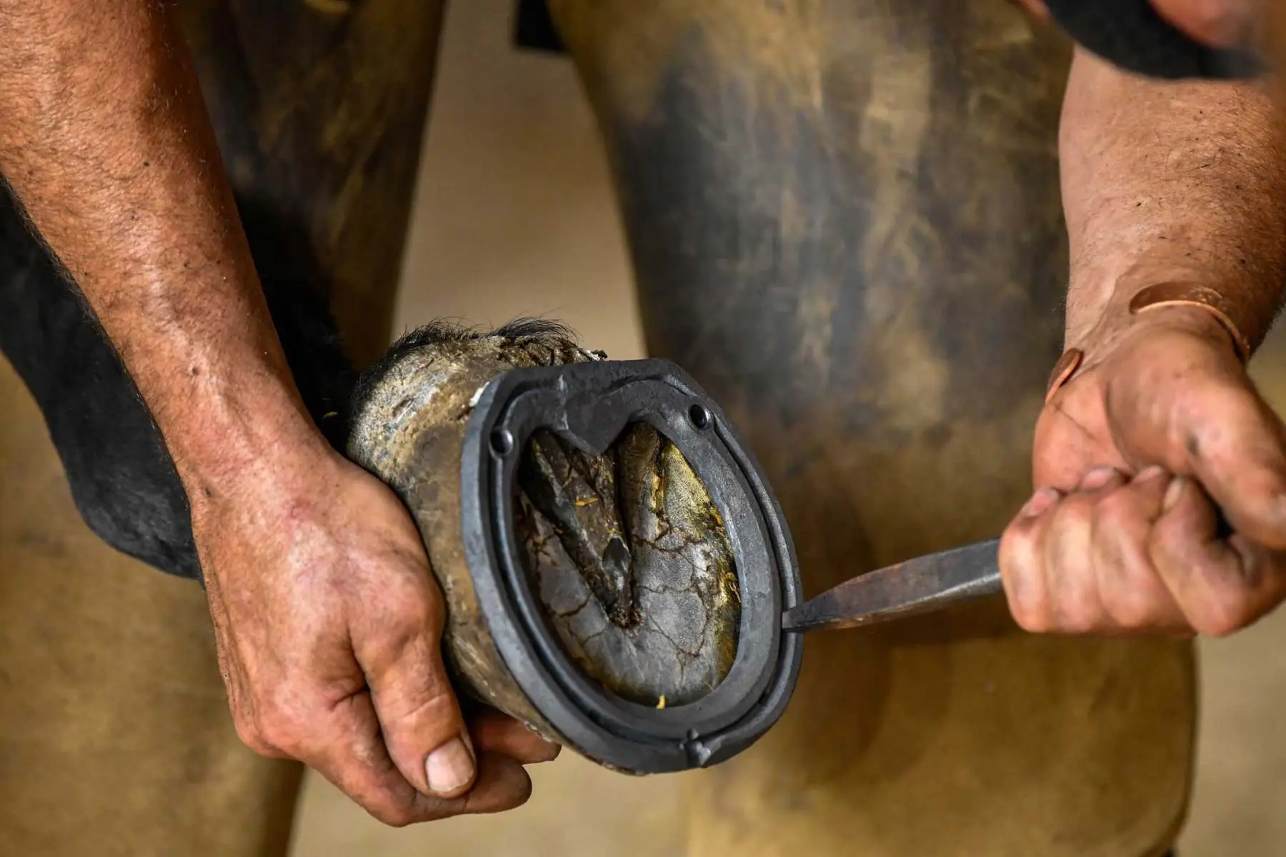 Farrier at work at Yew Tree Barn, Hook Norton Farriers, Swerford, Oxfordshire