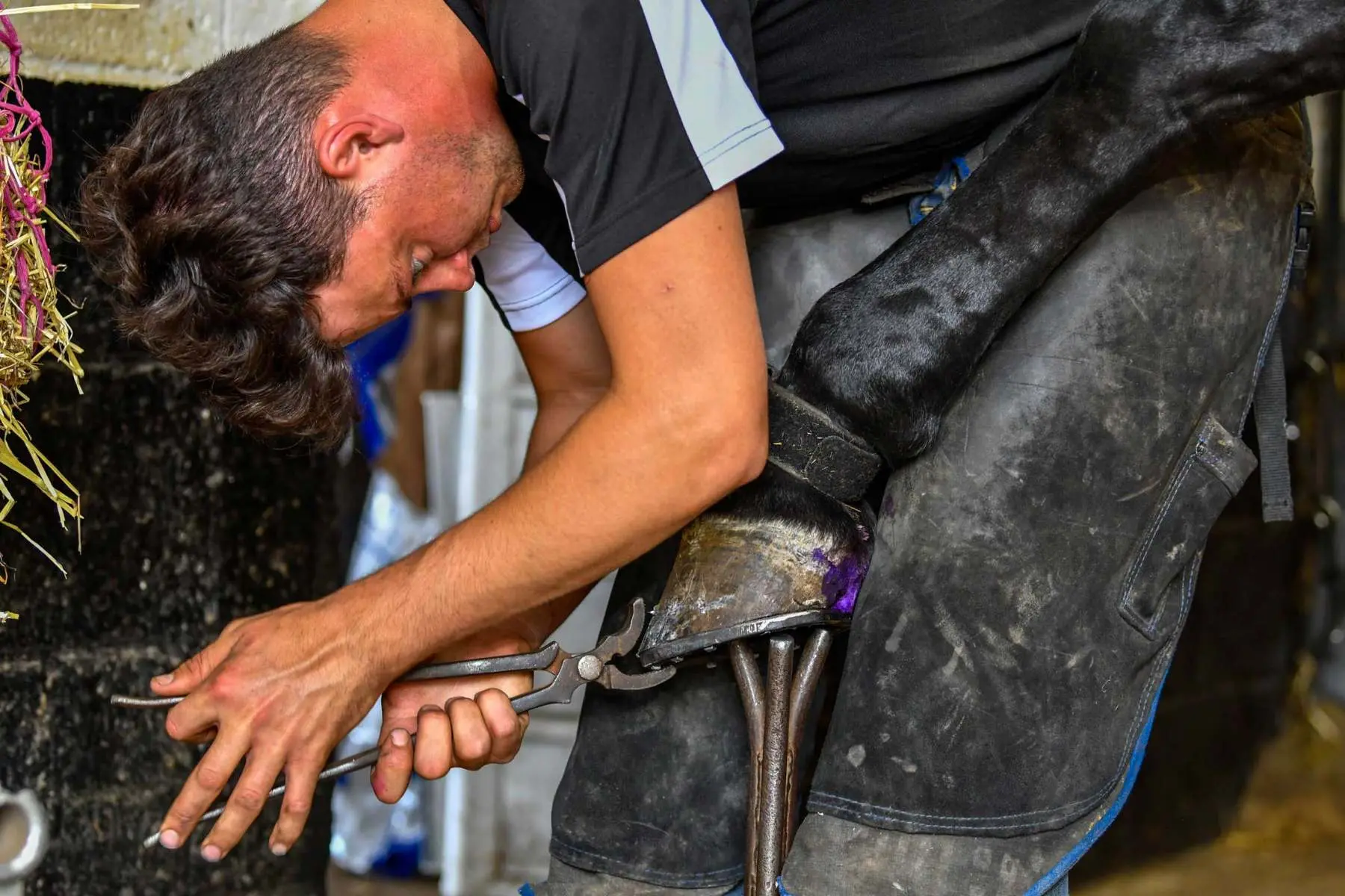 Farrier nailing on a newly fitted horseshoe, Hook Norton Farriers, Oxfordshire