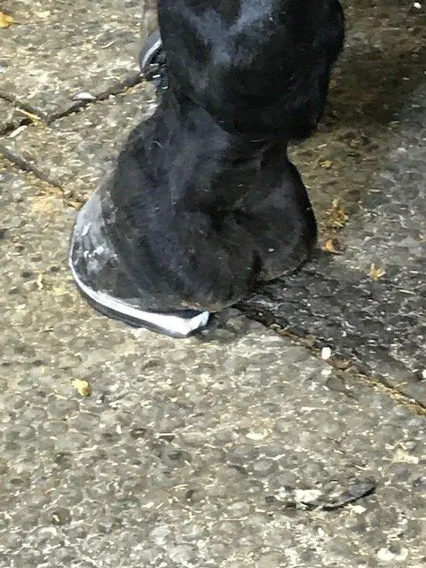 Handmade lateral support shoe for remedial shoeing, Hook Norton Farriers, Chipping Norton