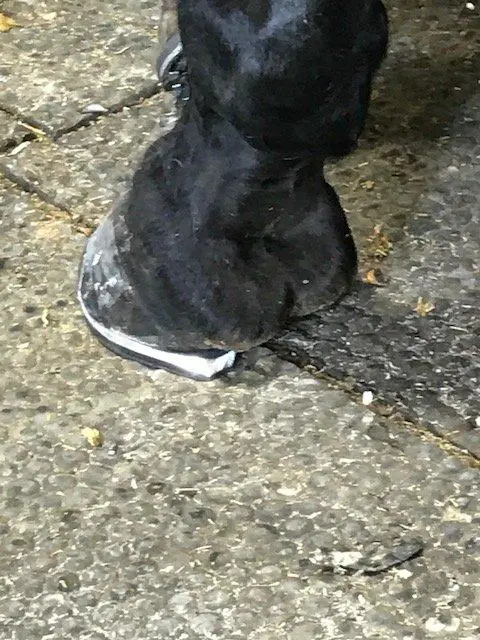 Handmade lateral support remedial horseshoe, Hook Norton Farriers, Chipping Norton